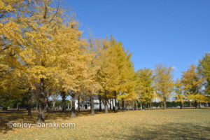 茨城県立歴史館のイチョウ並木